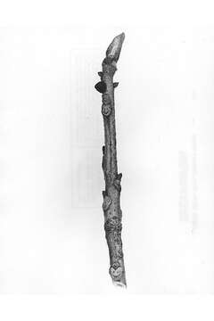 Image of bitternut hickory