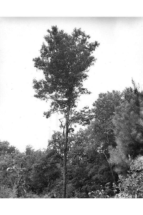 Image of bitternut hickory