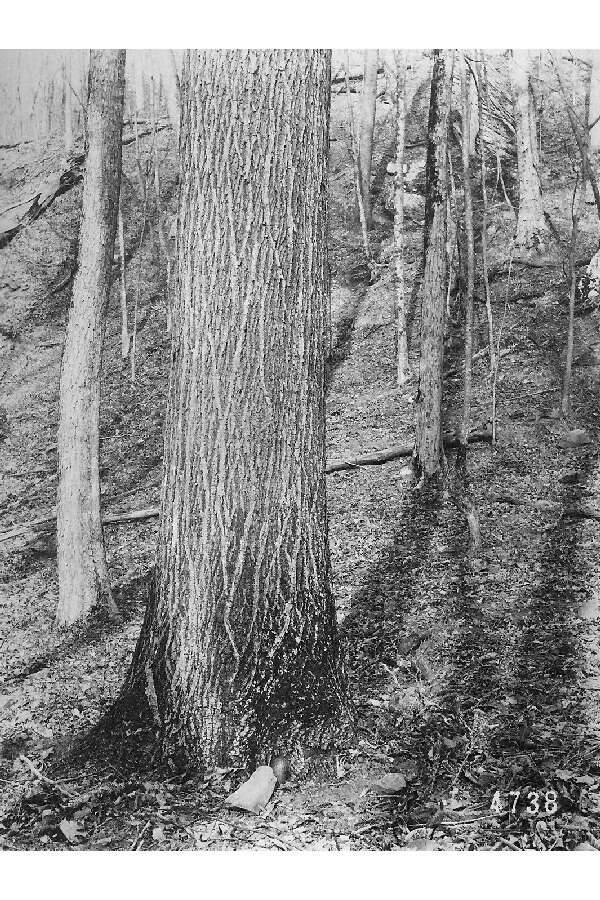 Image of bitternut hickory