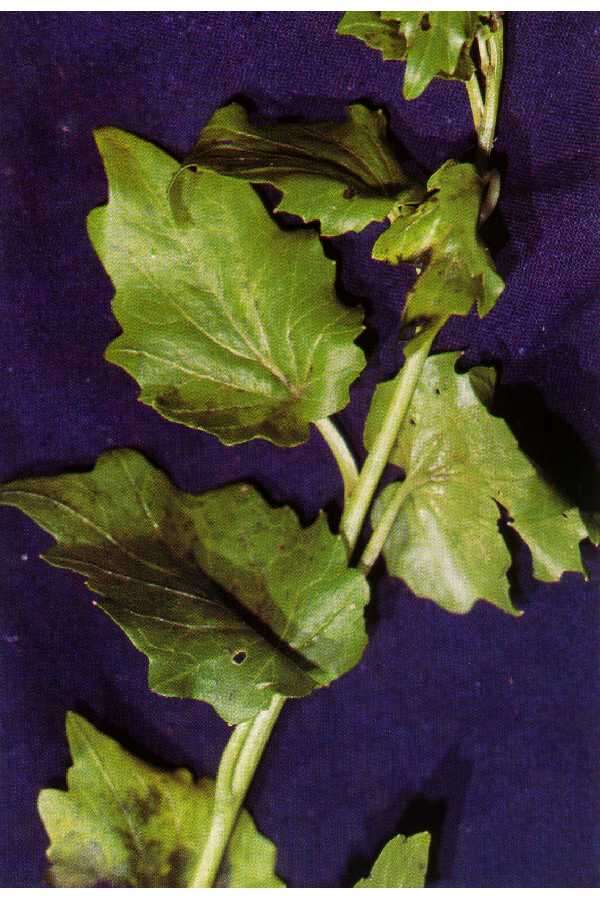 Слика од Cardamine cordifolia A. Gray