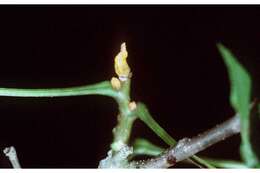 Image of bitternut hickory