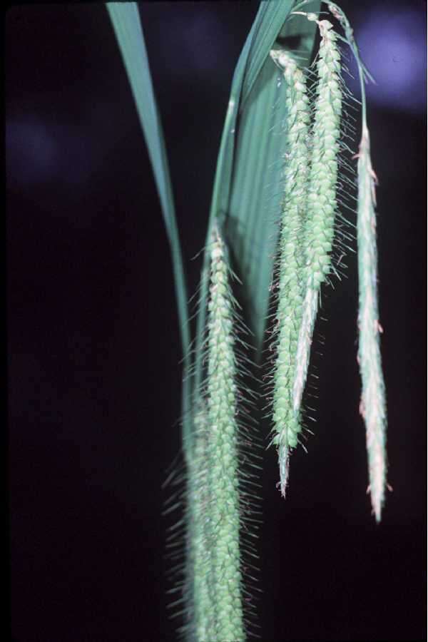 Image of Fringed sedge