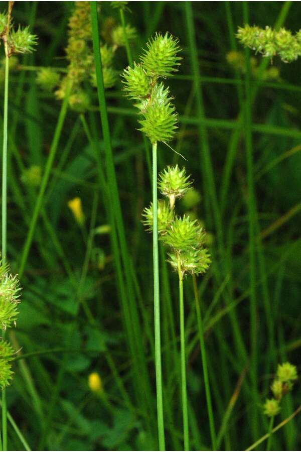 Image of crested sedge