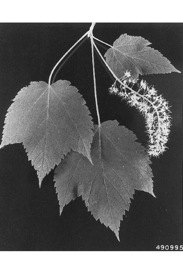 Image of mountain maple