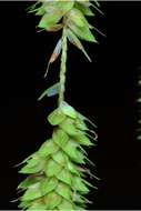 Image of fringed sedge