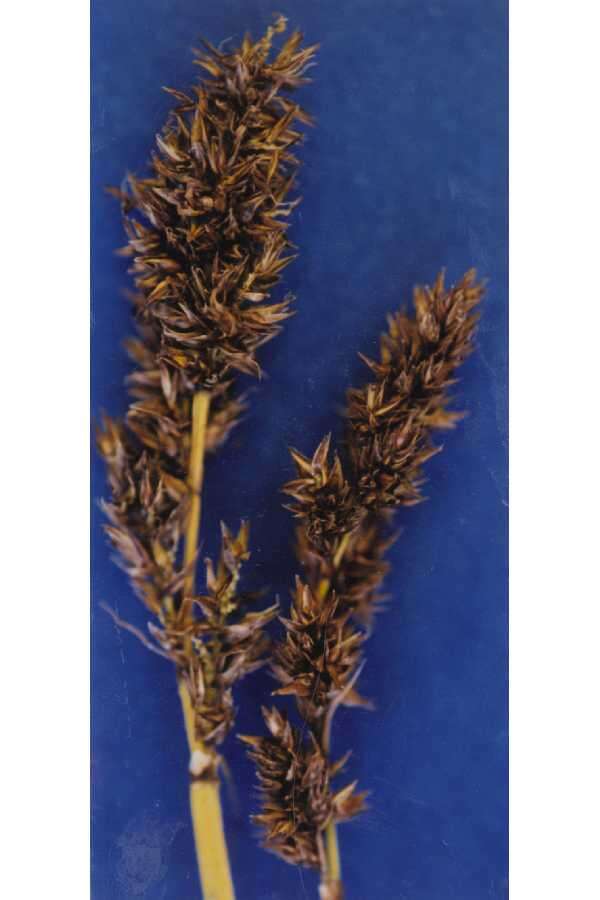 Image of Cusick's sedge