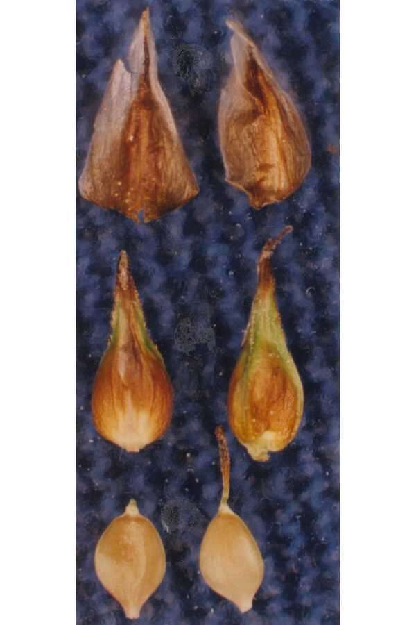 Image of Cusick's sedge