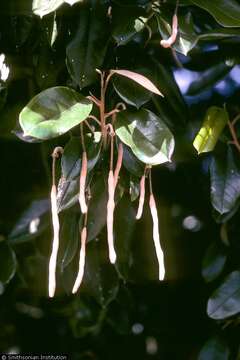 Image of Jamaican Capertree