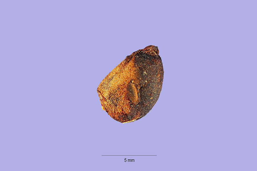 Image of bee wattle