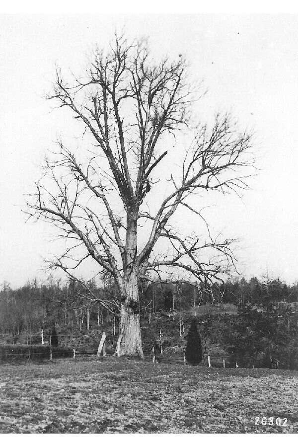 Image of American chestnut