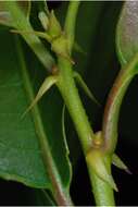 Image of American chestnut