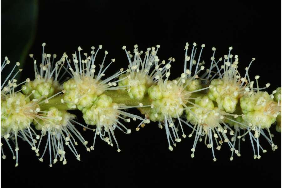 Image of American chestnut