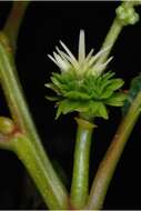 Image of American chestnut