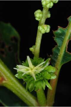 Image of American chestnut