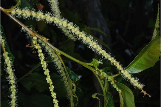 Image of American chestnut