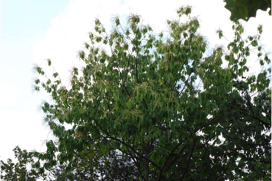 Image of American chestnut