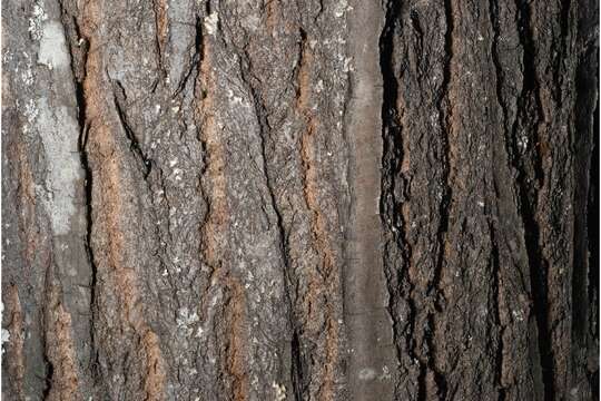 Image of American chestnut