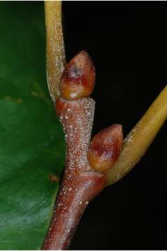 Image of American chestnut