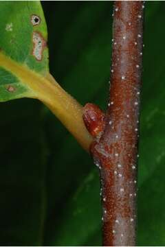 Image of American chestnut