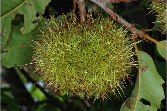 Image of American chestnut