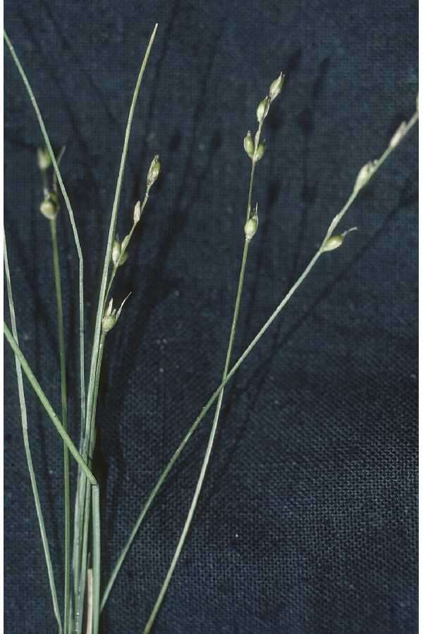 Image of softleaf sedge