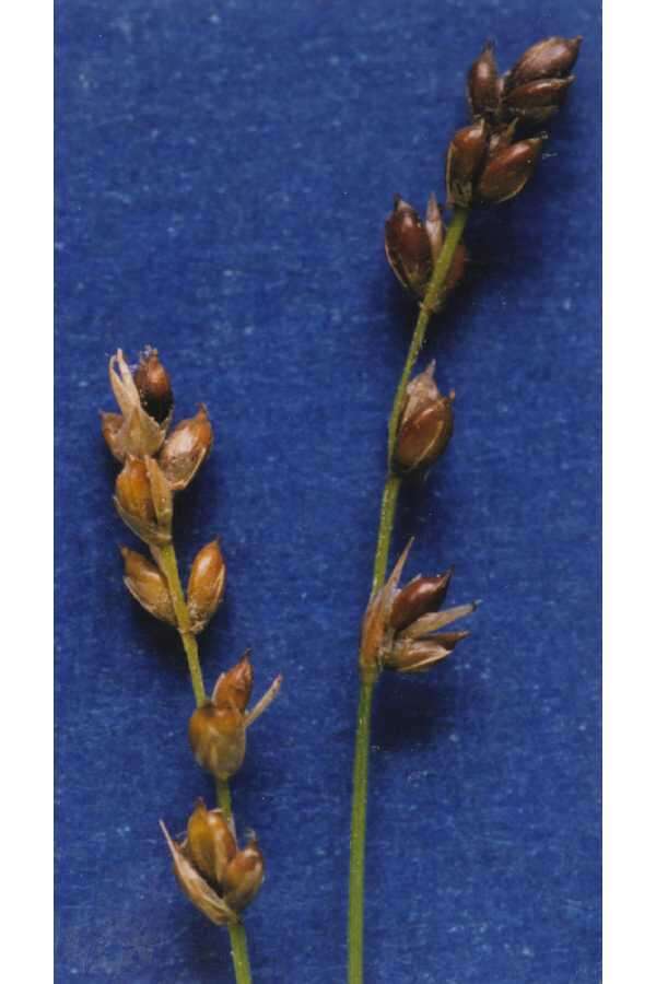 Image of softleaf sedge