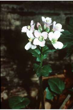 Image of Limestone Bittercress