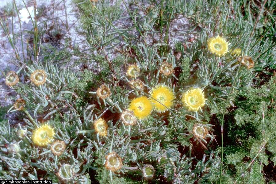 Imagem de Carpobrotus edulis (L.) N. E. Br.