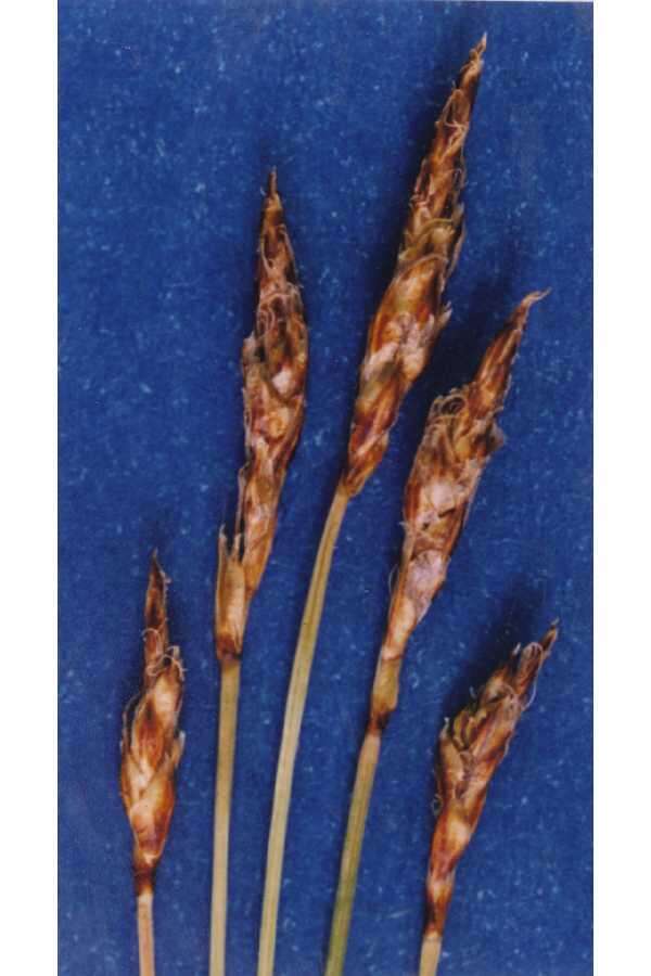 Carex elynoides Holm resmi