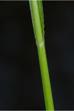 Image of Elliott's Sedge