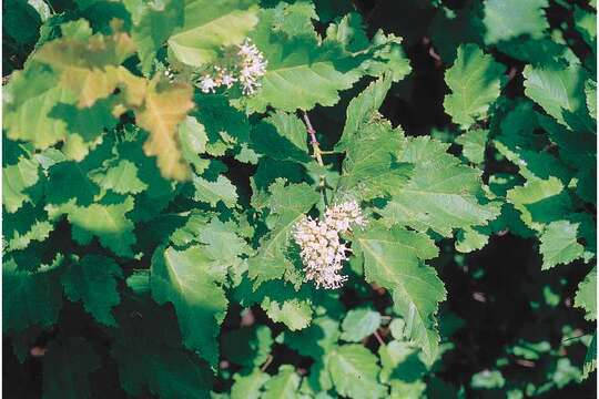 Image of tatarian maple