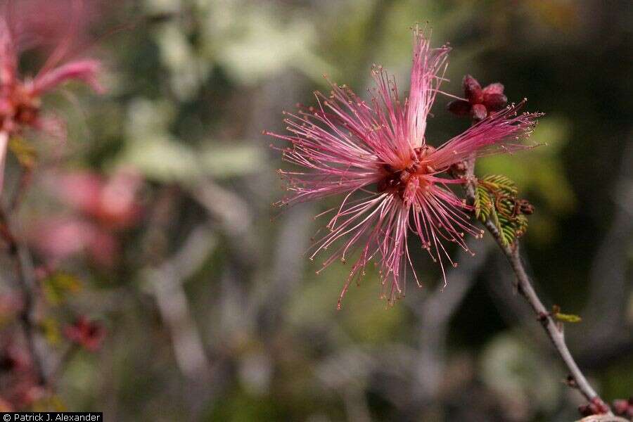 Image of fairyduster