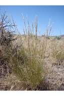 Image of Thurber's needlegrass