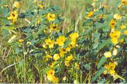 Image of partridge pea