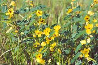 Image of partridge pea