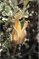 Image of winding mariposa lily