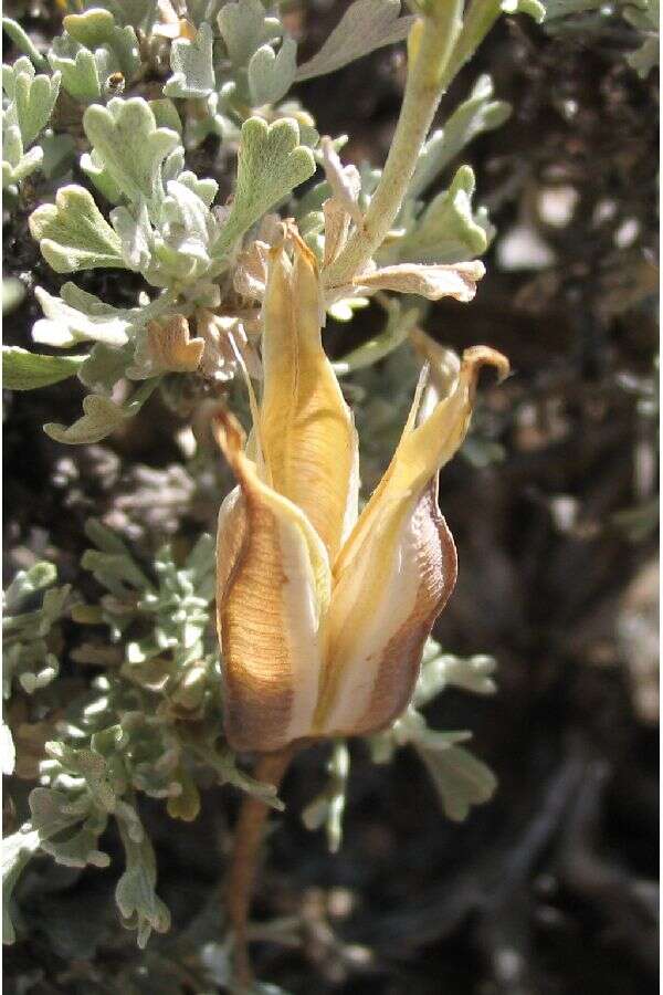 Image of winding mariposa lily