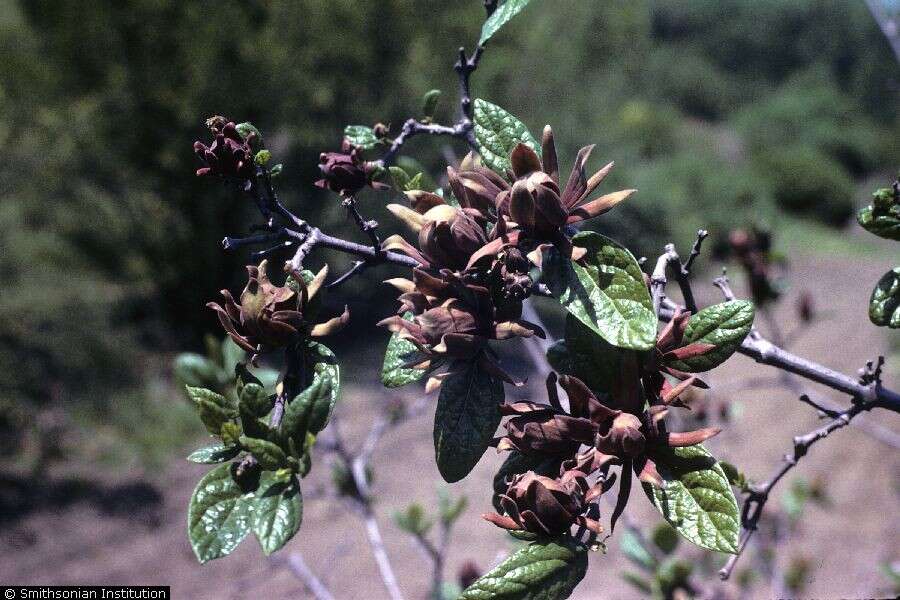 Image of eastern sweetshrub