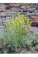 Image of yellow Indian paintbrush