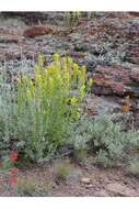 Image of yellow Indian paintbrush