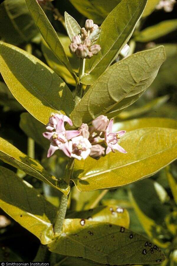 Image of giant milkweed