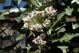 Image of giant milkweed