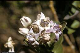 Image of giant milkweed