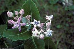 Image of giant milkweed