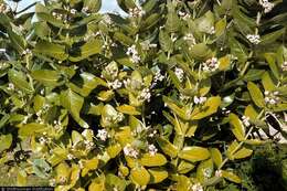 Image of giant milkweed