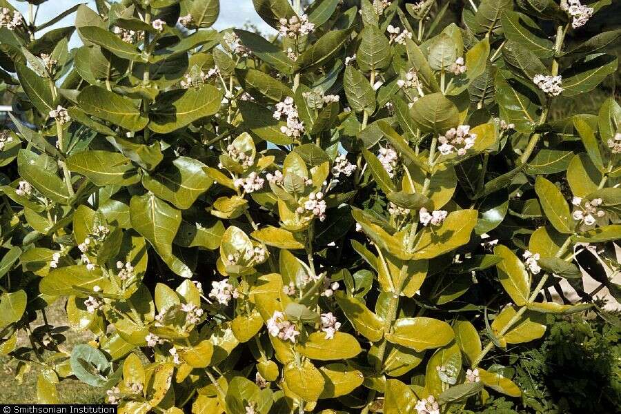 Image of giant milkweed