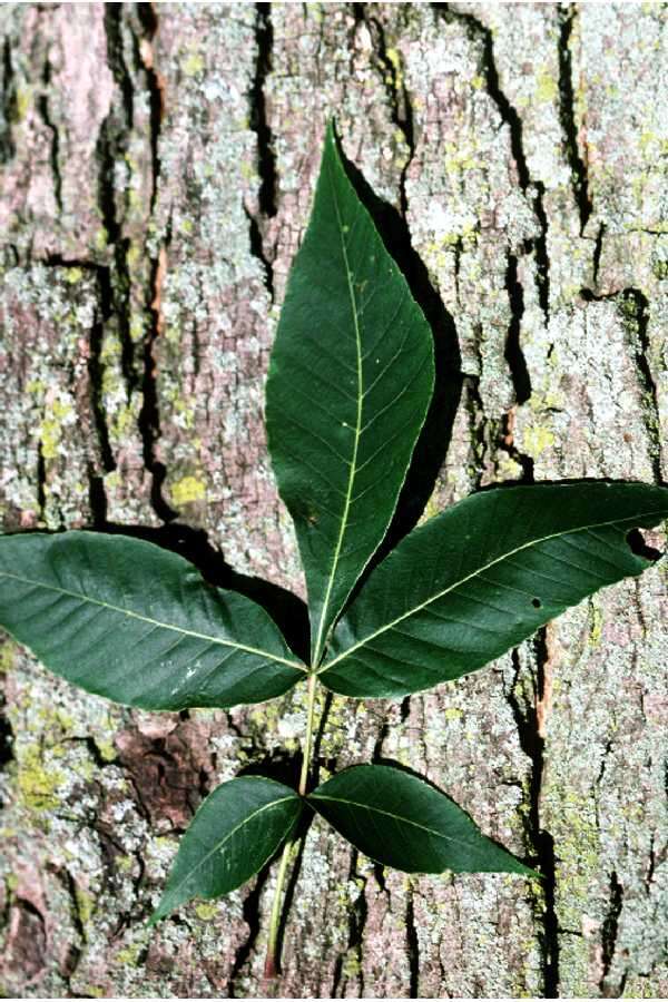 Image of pignut hickory