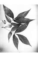 Image of pignut hickory