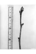 Image of pignut hickory