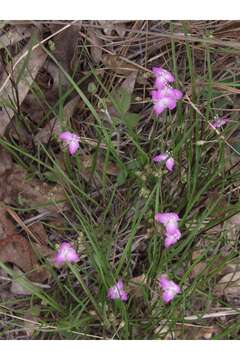 Image of grassleaf roseling